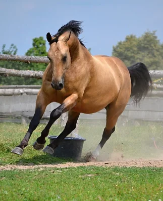 1/2 Quarter horse valach